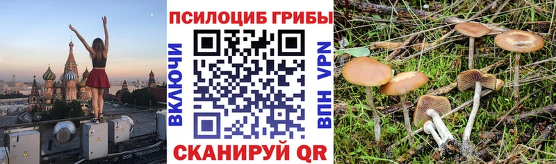Псилоцибиновые грибы Psilocybine cubensis  Ухта 